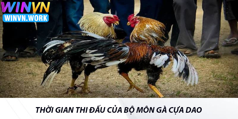 Đá Gà Cựa Dao - Mẹo Hay Cùng Trải Nghiệm Đỉnh Cao 4 Thời Gian Thi Đấu Của Bộ Môn Gà Cựa Dao